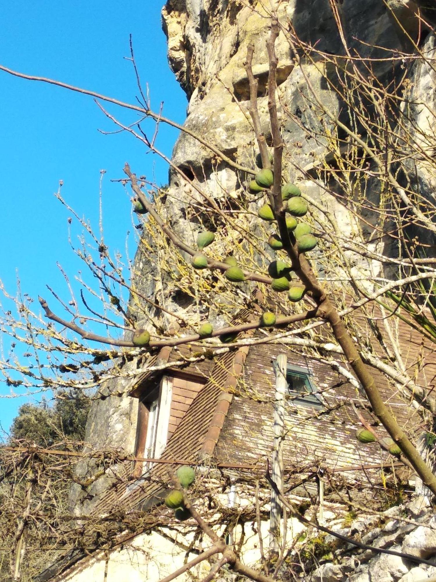 Maison Les Glycines ラ・ロック・ガジャック エクステリア 写真